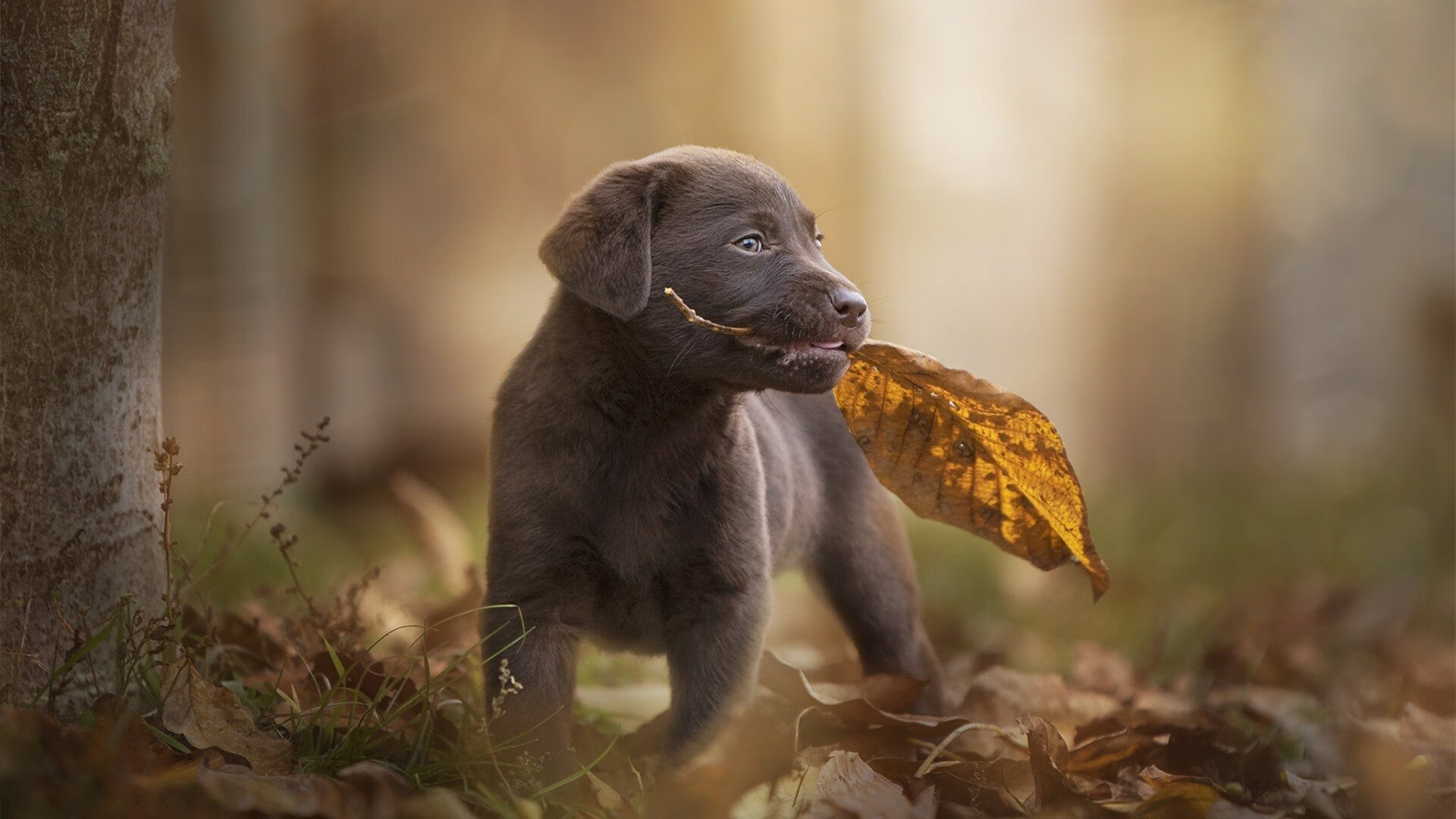 开云体育官网下载安装-乌拉圭男篮在南美锦标赛中持续强势，体育水平不断提升，乌拉圭男篮国家队阵容